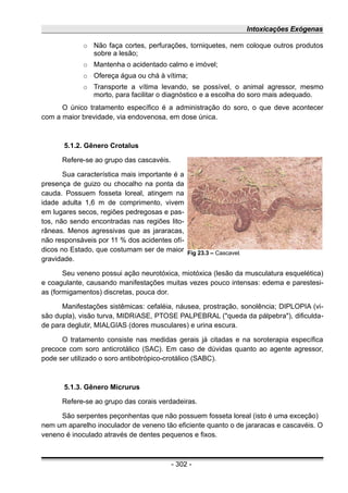 Intoxicações Exógenas
○ Não faça cortes, perfurações, torniquetes, nem coloque outros produtos
sobre a lesão;
○ Mantenha o acidentado calmo e imóvel;
○ Ofereça água ou chá à vítima;
○ Transporte a vítima levando, se possível, o animal agressor, mesmo
morto, para facilitar o diagnóstico e a escolha do soro mais adequado.
O único tratamento específico é a administração do soro, o que deve acontecer
com a maior brevidade, via endovenosa, em dose única.
5.1.2. Gênero Crotalus
Refere-se ao grupo das cascavéis.
Sua característica mais importante é a
presença de guizo ou chocalho na ponta da
cauda. Possuem fosseta loreal, atingem na
idade adulta 1,6 m de comprimento, vivem
em lugares secos, regiões pedregosas e pas-
tos, não sendo encontradas nas regiões lito-
râneas. Menos agressivas que as jararacas,
não responsáveis por 11 % dos acidentes ofí-
dicos no Estado, que costumam ser de maior
gravidade.
Seu veneno possui ação neurotóxica, miotóxica (lesão da musculatura esquelética)
e coagulante, causando manifestações muitas vezes pouco intensas: edema e parestesi-
as (formigamentos) discretas, pouca dor.
Manifestações sistêmicas: cefaléia, náusea, prostração, sonolência; DIPLOPIA (vi-
são dupla), visão turva, MIDRíASE, PTOSE PALPEBRAL ("queda da pálpebra"), dificulda-
de para deglutir, MIALGIAS (dores musculares) e urina escura.
O tratamento consiste nas medidas gerais já citadas e na soroterapia específica
precoce com soro anticrotálico (SAC). Em caso de dúvidas quanto ao agente agressor,
pode ser utilizado o soro antibotrópico-crotálico (SABC).
5.1.3. Gênero Micrurus
Refere-se ao grupo das corais verdadeiras.
São serpentes peçonhentas que não possuem fosseta loreal (isto é uma exceção)
nem um aparelho inoculador de veneno tão eficiente quanto o de jararacas e cascavéis. O
veneno é inoculado através de dentes pequenos e fixos.
- 302 -
Fig 23.3 – Cascavel.
 