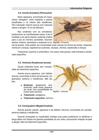 Intoxicações Exógenas
6.2. Aranha Armadeira (Phoneutria)
Muito agressiva, encontrada em bana-
neiras, folhagens, entre madeiras e pedras
empilhadas e no interior das residências.
Tem coloração marrom escura com manchas
claras e atingem 12 cm de diâmetro.
Nos acidentes com as armadeiras,
predominam as manifestações locais. A dor é
imediata e em geral intensa, podendo irradiar
para a raiz do membro acometido. Ocorrem
edema, eritema, parestesia e sudorese no lo-
cal da picada, onde podem ser encontradas duas marcas em forma de pontos. Especial-
mente em crianças, registram-se sudorese, náuseas, vômitos, hipotensão e choque.
Tratamento suportivo e sintomático; nos casos mais graves, está indicada a sorote-
rapia específica.
6.3. Tarântula (Scaptocosa Iycosa)
Causa acidentes leves sem necessi-
dade de tratamento específico.
Aranha pouco agressiva, com hábitos
diurnos, encontrada à beira de barrancos, em
gramados Uardins) e residências. Não faz
teia.
● Sintomas: geralmente sem
sintomas; pode haver pequena
dor local, com possibilidade de
evoluir para necrose.
● Tratamento: analgésico.
● Tratamento específico: nenhum.
6.4. Caranguejeira (Mygalomorphae)
Aranha grande, peluda, agressiva e de hábitos noturnos; encontrada em quintais,
terrenos baldios e residências.
Quando ameaçada ou manipulada, esfrega suas patas posteriores no abdômen e
lança pêlos com farpas em grande quantidade ao seu redor, provocando irritação da pele
e alergia. Não há tratamento específico.
- 304 -
Fig 23.6 – Armadeira..
Fig 23.7 – Tarântula.
 