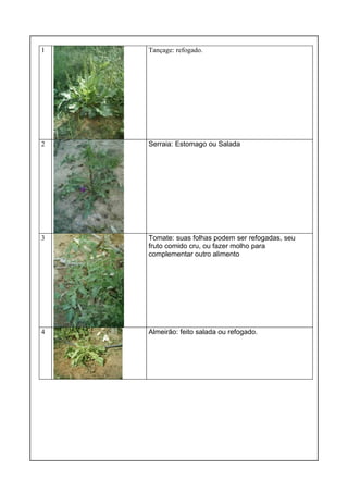1 Tançage: refogado.
2 Serraia: Estomago ou Salada
3 Tomate: suas folhas podem ser refogadas, seu
fruto comido cru, ou fazer molho para
complementar outro alimento
4 Almeirão: feito salada ou refogado.
 