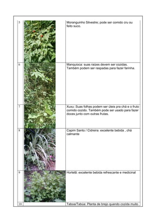 5 Moranguinho Silvestre; pode ser comido cru ou
feito suco.
6 Manquioca: suas raizes devem ser cozidas.
Também podem ser raspadas para fazer farinha.
7 Xuxu: Suas folhas podem ser úteis pra chá e o fruto
comido cozido. Também pode ser usado para fazer
doces junto com outras frutas.
8 Capim Santo / Cidreira: excelente bebida , chá
calmante
9 Hortelã: excelente bebida refrescante e medicinal
10 Taboa/Tabúa: Planta de brejo quando cozida muito
 