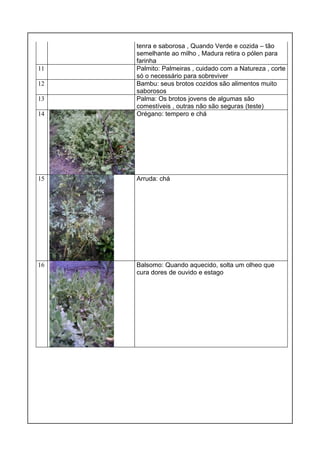 tenra e saborosa , Quando Verde e cozida – tão
semelhante ao milho , Madura retira o pólen para
farinha
11 Palmito: Palmeiras , cuidado com a Natureza , corte
só o necessário para sobreviver
12 Bambu: seus brotos cozidos são alimentos muito
saborosos
13 Palma: Os brotos jovens de algumas são
comestíveis , outras não são seguras (teste)
14 Orégano: tempero e chá
15 Arruda: chá
16 Balsomo: Quando aquecido, solta um olheo que
cura dores de ouvido e estago
 