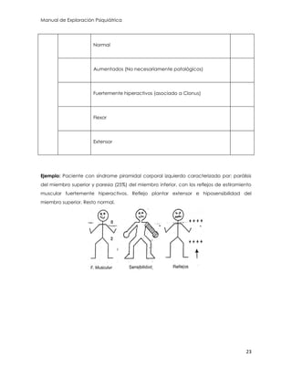 Manual de Exploración Psiquiátrica
23
Normal
Aumentados (No necesariamente patológicos)
Fuertemente hiperactivos (asociado a Clonus)
Flexor
Extensor
Ejemplo: Paciente con síndrome piramidal corporal izquierdo caracterizado por: parálisis
del miembro superior y paresia (25%) del miembro inferior, con los reflejos de estiramiento
muscular fuertemente hiperactivos. Reflejo plantar extensor e hiposensibilidad del
miembro superior. Resto normal.
 