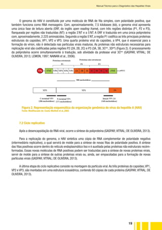 19
Manual Técnico para o Diagnóstico das Hepatites Virais
O genoma do HAV é constituído por uma molécula de RNA de fita simples, com polaridade positiva, que
também funciona como RNA mensageiro. Com, aproximadamente, 7,5 kilobases (kb), o genoma viral apresenta
uma única fase de leitura aberta (ORF, do inglês open reading frame), com três regiões distintas (P1, P2 e P3),
flanqueada por regiões não traduzidas (NT): a região 3´NT e a 5´NT. A ORF é traduzida em uma única poliproteína
com, aproximadamente, 2.225 aminoácidos. Seguindo a região 5´NT, a região P1 codifica as três principais proteínas
estruturais do capsídeo, VP1, VP2 e VP3. Uma quarta proteína viral do capsídeo, a VP4, que é essencial para a
formação do vírion, não é detectada nas partículas virais maduras. As proteínas não estruturais necessárias para
replicação viral são codificadas pelas regiões P2 (2A, 2B, 2C) e P3 (3A, 3B, 3Cpro
, 3Dpol
) (Figura 2). O processamento
da poliproteína ocorre simultaneamente à tradução, sob atividade da protease viral 3Cpro
(GASPAR; VITRAL; DE
OLIVEIRA, 2013; LEMON, 1997; NAINAN et al., 2006).
7.2 Ciclo replicativo
Após a desencapsidação do RNA viral, ocorre a síntese da poliproteína (GASPAR; VITRAL; DE OLIVEIRA, 2013).
Para a replicação do genoma, o HAV sintetiza uma cópia de RNA complementar de polaridade negativa
(intermediário replicativo), a qual servirá de molde para a síntese de novas fitas de polaridade positiva. A síntese
das fitas positivas ocorre dentro do retículo endoplasmático liso e é auxiliada pelas proteínas não estruturais recém-
formadas. Essas novas moléculas de RNA positivas podem ser traduzidas para a síntese de novas proteínas virais,
servir de molde para a síntese de outras proteínas virais ou, ainda, ser empacotadas para a formação de novas
partículas virais (GASPAR; VITRAL; DE OLIVEIRA, 2013).
A última etapa do ciclo replicativo consiste na montagem da partícula viral.As três proteínas do capsídeo,VP1,
VP2 e VP3, são montadas em uma estrutura icosaédrica, contendo 60 cópias de cada proteína (GASPAR; VITRAL; DE
OLIVEIRA, 2013).
5’NT 3’NTVP4 VP3 VP2 VP1 2A 2B 2C 3C 3B 3C 3d poli(A)
VPg
Proteínas estruturais Proteínas não-estruturais
900 nucleotídeos
VP3 VP1 2A
C-terminal VP3
(206 nucleotídeos)
N-terminal VP1
(171 nucleotídeos)
Junção VP1-2A
(168 nucleotídeos)
VPg
P1 P2 P3
Figura 2. Representação esquemática da organização genômica do vírus da hepatite A (HAV)
Fonte: Modifiacado de: Costa-Mattioli et al.,2003
 