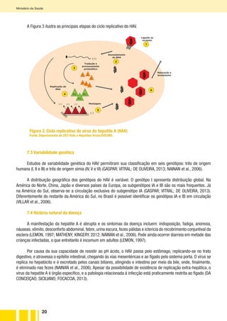 20
Ministério da Saúde
A Figura 3 ilustra as principais etapas do ciclo replicativo do HAV.
7.3 Variabilidade genética
Estudos de variabilidade genética do HAV permitiram sua classificação em seis genótipos: três de origem
humana (I, II e III) e três de origem símia (IV, V e VI) (GASPAR; VITRAL; DE OLIVEIRA, 2013; NAINAN et al., 2006).
A distribuição geográfica dos genótipos do HAV é variável. O genótipo I apresenta distribuição global. Na
América do Norte, China, Japão e diversos países da Europa, os subgenótipos IA e IB são os mais frequentes. Já
na América do Sul, observa-se a circulação exclusiva do subgenótipo IA (GASPAR; VITRAL; DE OLIVEIRA, 2013).
Diferentemente do restante da América do Sul, no Brasil é possível identificar os genótipos IA e IB em circulação
(VILLAR et al., 2006).
7.4 História natural da doença
A manifestação da hepatite A é abrupta e os sintomas da doença incluem: indisposição, fadiga, anorexia,
náuseas, vômito, desconforto abdominal, febre, urina escura, fezes pálidas e icterícia do recobrimento conjuntival da
esclera (LEMON, 1997; MATHENY; KINGERY, 2012; NAINAN et al., 2006). Pode ainda ocorrer diarreia em metade das
crianças infectadas, o que entretanto é incomum em adultos (LEMON, 1997).
Por causa da sua capacidade de resistir ao pH ácido, o HAV passa pelo estômago, replicando-se no trato
digestivo, e atravessa o epitélio intestinal, chegando às vias mesentéricas e ao fígado pelo sistema porta. O vírus se
replica no hepatócito e é excretado pelos canais biliares, atingindo o intestino por meio da bile, onde, finalmente,
é eliminado nas fezes (NAINAN et al., 2006). Apesar da possibilidade de existência de replicação extra-hepática, o
vírus da hepatite A é órgão específico, e a patologia relacionada à infecção está praticamente restrita ao fígado (DA
CONCEIÇAO; SICILIANO; FOCACCIA, 2013).
C C
C
C C
C
RC RC
RC
(-)
(+)
1
2
3
4
5
6
(+) (+) (+)
Ligação ao
receptor
Maturação e
brotamento
Desnudamento
do RNA
Montagem
Replicação do
RNA
Tradução e
processamento
proteolítico
Figura 3. Ciclo replicativo do vírus da hepatite A (HAV)
Fonte: Departamento de DST/Aids e Hepatites Virais/SVS/MS.
 