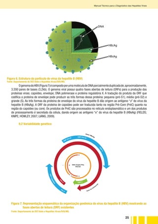 25
Manual Técnico para o Diagnóstico das Hepatites Virais
Vírus da hepatite B
DNA
HBcAg
HBsAg
Figura 6. Estrutura da partícula do vírus da hepatite B (HBV)
Fonte: Departamento de DST/Aids e Hepatites Virais/SVS/MS.
OgenomadoHBV(Figura7)écompostoporumamoléculadeDNAparcialmenteduplicadade,aproximadamente,
3.200 pares de bases (3,2kb). O genoma viral possui quatro fases abertas de leitura (ORFs) para a produção das
proteínas virais: capsídeo, envelope, DNA polimerase e proteína regulatória X. A tradução do produto da ORF que
codifica a proteína de envelope pode produzir as três formas dessa proteína: pequena (pré-S1), média (pré-S2) e
grande (S). As três formas da proteína de envelope do vírus da hepatite B dão origem ao antígeno “s” do vírus da
hepatite B (HBsAg). A ORF da proteína de capsídeo pode ser traduzida tanto na região Pré-Core (PréC) quanto na
região do capsídeo (ou core). Os produtos de PréC são processados no retículo endoplasmático e um dos produtos
de processamento é secretado da célula, dando origem ao antígeno “e” do vírus da hepatite B (HBeAg) (FIELDS;
KNIPE; HOWLEY, 2007; LIANG, 2009).
8.2 Variabilidade genética
- +
5`
3`3`
5`
ORF Pre S1
ORF Pre S2
O
RF
S
ORFCapsídeo
Pre C
O
RF
P ORF X
DNA Dupla-Fita
Parcial
Gene da Polim
era
se
Gene HBsAg
Figura 7. Representação esquemática da organização genômica do vírus da hepatite B (HBV) mostrando as
fases abertas de leitura (ORF) existentes
Fonte: Departamento de DST/Aids e Hepatites Virais/SVS/MS.
 