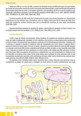 26
Ministério da Saúde
Apesar de o HBV ser um vírus de DNA, a ausência de atividade revisora da DNA polimerase viral (que também
tem função de transcriptase reversa) lhe confere uma grande diversidade genética,sendo identificados oito genótipos
(denominados pelas letras de A até J), que podem apresentar uma divergência de 8% ou mais em relação às suas
sequências nucleotídicas completas e com distribuição geográfica distinta (MELLO et al., 2007; SABLON; SHAPIRO,
2005; TATEMATSU et al., 2009; TRAN; TRINH; ABE, 2008).
A história evolutiva do HBV ainda não foi totalmente elucidada, mas estudos baseados em reconstruções
filogenéticas do vírus estimam que a divergência entre os subtipos tenha ocorrido há menos de 6.000 anos.
Ainda são necessárias análises extensas para que as divergências evolutivas do vírus sejam identificadas
(GÜNTHER, 2006).
Segundo estimativas baseadas em doadores de sangue, a distribuição dos genótipos no Brasil é variada, com
circulação predominante dos genótipos A, D e F (ARAUJO et al., 2004; MELLO et al., 2007).
8.3.Ciclo replicativo
O HBV é capaz de infectar, primariamente, células hepáticas. Os receptores de membrana usados pelo vírus
ainda não estão completamente elucidados. O ciclo replicativo viral encontra-se esquematicamente representado
na Figura 8. Após o reconhecimento dos receptores, a partícula viral é internalizada por endocitose, o envelope viral
é removido e o capsídeo é liberado no citoplasma. Após ser transportado para o poro nuclear, o capsídeo libera o
genoma no interior do núcleo celular. Uma vez no núcleo, o genoma viral se liga a fatores de reparo de DNA celulares
e é maturado na forma de DNA circular covalentemente fechado (cccDNA, do inglês circular covalently closed DNA).
Essas moléculas se mantêm de forma epissômica no núcleo celular e são usadas pela RNA polimerase II celular
para transcrever RNAs mensageiros pré-genômicos e subgenômicos, que são transportados ao citoplasma para
ser traduzidos em proteínas virais. Essas últimas serão usadas para a produção de novas partículas virais, ou são
encapsuladas nas partículas nascentes junto à polimerase viral para, então, serem retrotranscritas, gerando assim
novos genomas virais (FIELDS; KNIPE; HOWLEY, 2007; GERLICH, 2013).
Os capsídeos virais montados podem migrar novamente para o núcleo, liberando novos genomas virais no
nucleoplasma, ou podem ser usados para a montagem de novos vírions em corpos multivesiculares, que serão
Ligação ao
Receptor
Fusão
Endocitose
Transporte
Nuclear
Exocitose
Corpo
Multivesicular
Montagem
mRNA
Reparo do RNA
Viral pela Célula
Tradução
Maturação
doGenoma
golgi R.E.
3
ccc DNA
mRNA
Desnudamento
do Genoma
Figura 8. Ciclo replicativo do vírus da hepatite B (HBV)
Fonte: Adaptada de GERLICH, 2013.
 