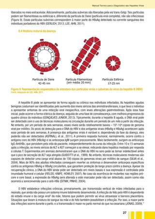 27
Manual Técnico para o Diagnóstico das Hepatites Virais
liberados no meio extracelular.Adicionalmente, partículas subvirais são liberadas pela via trans-Golgi.Tais partículas
podem ser filamentosas ou esféricas e, diferente da partícula de Dane (partícula viral completa), não são infecciosas
(Figura 9). Essas partículas subvirais correspondem à maior parte do HBsAg detectado na corrente sanguínea dos
indivíduos portadores do HBV (GERLICH, 2013; LEE; AHN, 2011).
8.4 História natural da doença
Partícula de Dane
42-45 nm
Partícula Filamentosa
(em média 20 mm)
Partícula Esférica
17-25 nm
Figura 9. Representação esquemática da estrutura das partículas virais e subvirais do vírus da hepatite B (HBV)
Fonte: Adaptada de LEE; AHN, 2011.
A hepatite B pode se apresentar de forma aguda ou crônica nos indivíduos infectados. As hepatites agudas
benignas costumam ser identificadas pelo aumento dos níveis séricos das aminotransferases, o que leva o indivíduo
a apresentar sintomas de uma infecção viral inespecífica, com leves alterações gastrintestinais. Após essa fase
inicial, pode ocorrer a forma ictérica da doença, seguida de uma fase de convalescença, com melhora progressiva do
quadro clínico do indivíduo (GONÇALVES JUNIOR, 2013). Tipicamente, durante a hepatite B aguda, o DNA viral pode
ser detectado com o uso de técnicas moleculares na circulação durante um período de um mês a partir da infecção.
No entanto, por um período de seis semanas, esses níveis serão relativamente baixos – 102
-104
cópias de genoma
viral por mililitro. Os picos de detecção para o DNA do HBV e dos antígenos virais (HBeAg e HBsAg) acontecem após
esse período de seis semanas. A presença dos antígenos virais é variável e, dependendo da fase da doença, eles
poderão não ser detectados (ASPINALL et al., 2011). A primeira resposta humoral, normalmente, ocorre contra o
antígeno core do HBV (HBcAg) e os anticorpos IgM surgem precocemente. Mais tardiamente, surgem os anticorpos
IgG-AntiHBc, que persistem pela vida do paciente, independentemente do curso da infecção. Entre 10 e 15 semanas
após a infecção, os níveis séricos de ALT e AST começam a se elevar, indicando dano hepático mediado por resposta
a células T. Experimentos em animais demonstraram que o DNA do HBV no soro pode se tornar indetectável antes
que o pico de secreção de ALT seja atingido (GUIDOTTI et al., 1999). No entanto, técnicas moleculares modernas são
capazes de detectar uma carga viral abaixo de 100 cópias de genomas virais por mililitro de sangue (SILVA et al.,
2004). Mais de 90% dos adultos infectados conseguem reverter os sintomas e desenvolver anticorpos específicos
contra os antígenos HBeAg e HBsAg circulantes, que garantem proteção de longo prazo contra a doença. Apesar da
recuperação clínica, o DNA do HBV ainda pode ser detectado em níveis basais e sua expressão é controlada pela
imunidade humoral e celular (FIELDS; KNIPE; HOWLEY, 2007). No caso da ocorrência de mutantes nas regiões pré-
core e core basal, a expressão do HBeAg será alterada e este marcador pode não ser detectado, assim como não
ocorrerá a soroconversão para o anti-HBe (SITNIK; PINHO, 2004).
O HBV estabelece infecções crônicas, primariamente, por transmissão vertical de mães infectadas para o
neonato,que ainda não possui um sistema imune totalmente desenvolvido.A infecção do feto pelo HBV é dependente
do estado imune e da carga viralG
da mãe, fatores que podem permitir ao vírus atravessar a barreira placentária.
Situações que levam à mistura do sangue da mãe e do feto também possibilitam a infecção. Por isso, a maior parte
das infecções ocorre durante o parto, e a transmissão é maior no parto normal do que na cesariana (JONAS, 2009).”
 