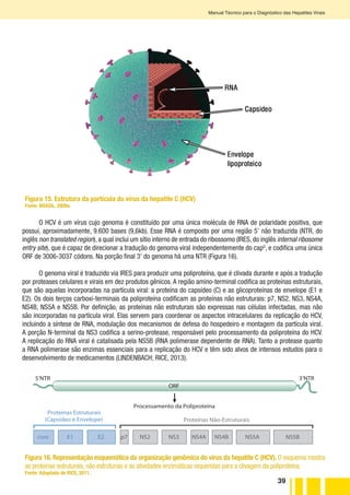 39
Manual Técnico para o Diagnóstico das Hepatites Virais
Figura 15. Estrutura da partícula do vírus da hepatite C (HCV)
Fonte: BRASIL. 2009a.
O HCV é um vírus cujo genoma é constituído por uma única molécula de RNA de polaridade positiva, que
possui, aproximadamente, 9.600 bases (9,6kb). Esse RNA é composto por uma região 5’ não traduzida (NTR, do
inglês non translated region), a qual inclui um sítio interno de entrada do ribossomo (IRES, do inglês internal ribosome
entry site), que é capaz de direcionar a tradução do genoma viral independentemente do capG
, e codifica uma única
ORF de 3006-3037 códons. Na porção final 3’ do genoma há uma NTR (Figura 16).
O genoma viral é traduzido via IRES para produzir uma poliproteína, que é clivada durante e após a tradução
por proteases celulares e virais em dez produtos gênicos. A região amino-terminal codifica as proteínas estruturais,
que são aquelas incorporadas na partícula viral: a proteína do capsídeo (C) e as glicoproteínas de envelope (E1 e
E2). Os dois terços carboxi-terminais da poliproteína codificam as proteínas não estruturais: p7, NS2, NS3, NS4A,
NS4B, NS5A e NS5B. Por definição, as proteínas não estruturais são expressas nas células infectadas, mas não
são incorporadas na partícula viral. Elas servem para coordenar os aspectos intracelulares da replicação do HCV,
incluindo a síntese de RNA, modulação dos mecanismos de defesa do hospedeiro e montagem da partícula viral.
A porção N-terminal da NS3 codifica a serino-protease, responsável pelo processamento da poliproteína do HCV.
A replicação do RNA viral é catalisada pela NS5B (RNA polimerase dependente de RNA). Tanto a protease quanto
a RNA polimerase são enzimas essenciais para a replicação do HCV e têm sido alvos de intensos estudos para o
desenvolvimento de medicamentos (LINDENBACH; RICE, 2013).
core E1 E2 p7 NS2 NS3 NS4A NS4B NS5A NS5B
Processamento da Poliproteína
5’NTR 3’NTR
ORF
Proteínas Estruturais
(Capsídeo e Envelope) Proteínas Não-Estruturais
Figura 16. Representação esquemática da organização genômica do vírus da hepatite C (HCV). O esquema mostra
as proteínas estruturais, não estruturais e as atividades enzimáticas requeridas para a clivagem da poliproteína.
Fonte: Adaptado de RICE, 2011.
 