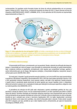 41
Manual Técnico para o Diagnóstico das Hepatites Virais
nucleocapsídeo. Os capsídeos recém-formados brotam do lúmen do retículo endoplasmático em um processo
ligado à síntese de VLDL. Dessa forma, o brotamento depende da síntese de VLDL e requer diversas enzimas do
hospedeiro (BARTENSCHLAGER; COSSET; LOHMANN, 2010). O ciclo replicativo do HCV encontra-se representado
esquematicamente na Figura 17.
C
E1 E2
p7
2
3
4B
5A
5B
c
d
4A
e
b
Retículo
Endoplasmático
3′ 5′
5′ 3′
5′ 3′
f
a
(+) RNA
(+) RNA
(–) RNA
Teia
Membranosa
Figura 17. Ciclo replicativo do vírus da hepatite C (HCV). (a) Contato e internalização do vírion na célula; (b) liberação
do RNA viral no citoplasma; (c) tradução mediada por IRES e processamento da poliproteína viral; (d) replicação do RNA
viral; (e) empacotamento do RNA viral e montagem da partícula; (f) maturação do vírion e liberação.
Fonte: Adaptado de MORADPOUR; PENIN; RICE, 2007.
9.4 História natural da doença
A transmissão do HCV ocorre, primariamente, por via parenteral. Desde o advento da verificação das bolsas de
sangue, a transmissão por meio do sangue e seus derivados foi praticamente eliminada em países desenvolvidos.
Hoje, a epidemia continua se espalhando, principalmente, entre aqueles que compartilham seringas, agulhas e
outros instrumentos para uso de drogas. Sob algumas condições, a transmissão iatrogênica, nosocomial, sexual e
vertical pode ocorrer (DUSTIN; RICE, 2007).
De modo geral,a hepatite C aguda apresenta evolução subclínica,com cerca de 80% dos casos assintomáticos
e anictéricos, dificultando o diagnóstico.Aproximadamente, 20% a 30% dos casos podem apresentar icterícia e 10%
a 20% apresentam sintomas inespecíficos, como anorexia, astenia, mal estar e dor abdominal. Quando presente,
o quadro clínico é semelhante àquele decorrente de outros agentes que causam hepatites virais e o diagnóstico
diferencial somente é possível com a realização de testes para detecção de anticorpos específicos, antígenos virais
ou material genético viral (DDAHV/SVS, 2011).
A persistência da infecção do HCV pode estar relacionada à grande variabilidade genética do vírus, que
permitiria o escape do sistema imune. A via de contaminação também é um fator importante para definir a história
natural da doença. Pacientes infectados por transfusão sanguínea evoluiriam mais frequentemente para as formas
crônicas da doença do que aqueles infectados por outras vias.A infecção crônica se desenvolve em anos ou décadas.
Acredita-se que a evolução para cirrose e carcinoma hepatocelular (HCC, do inglês hepatocellular carcinoma)
dependa de fatores como carga viral e genótipo, mas ainda há discussão sobre o assunto. O dano celular causado
pelo HCV é pequeno; por isso, acredita-se que o dano hepático ocorre, primariamente, por ação de mecanismos
imunológicos (STRAUSS, 2013).
 
