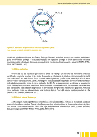 49
Manual Técnico para o Diagnóstico das Hepatites Virais
Figura 21. Estrutura da partícula do vírus da hepatite D (HDV)
Fonte: Adaptado de HUGHES; WEDEMEYER; HARRISON, 2011.
encontrado, predominantemente, em Taiwan. Esse genótipo está associado a uma doença menos agressiva do
que a decorrente do genótipo 1. Os outros genótipos, em especial o genótipo 3, foram identificados em surtos
ocorridos em diferentes locais do mundo, principalmente nos continentes americano e africano (ABBAS; AFZAL,
2013; HADZIYANNIS, 1997).
10.3 Ciclo replicativo
O vírion se liga ao hepatócito por interação entre o L-HBsAg e um receptor de membrana ainda não
identificado; o material genético viral é então desnudado no citoplasma da célula. A ribonucleoproteína viral é
direcionada ao núcleo, onde é transcrita na forma de RNA antigenômico, que é o molde para a replicação de novas
transcrições do RNA circular viral. Os RNA mensageiros produzidos são transportados ao retículo endoplasmático,
onde são traduzidos sob a forma de novas moléculas do HDV-Ag, as quais retornam ao núcleo e se associam às
novas transcrições do RNA viral para formar novos complexos ribonucleoproteicos. Os complexos são exportados
para o citoplasma e se associam às proteínas de envelope do HBV presentes no complexo golgiense, formando
novas partículas virais, que são exocitadas pela via trans-Golgi. A Figura 22 resume o ciclo replicativo do HDV
(HUGHES; WEDEMEYER; HARRISON, 2011).
10.4 História natural da doença
A infecção pelo HDV é dependente de uma infecção pelo HBV associada.A evolução da doença está associada
ao contato inicial com os vírus. Caso a infecção com os vírus seja simultânea, é denominada coinfecção. Caso
uma pessoa, cronicamente infectada com o HBV, seja, posteriormente, infectada com o HDV, ocorre o fenômeno
da superinfecção (ALVARADO-MORA; PINHO, 2013; WHO, 2001).
virion
Ribonuc
Receptor de
membrana do
Hepatócito
HBsAg
HDVAg
Complexo de Golgi
 