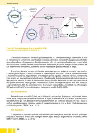 50
Ministério da Saúde
virion
Ribonucleoproteína
Receptor de
membrana do
Hepatócito
HBsAg
HDVAg
Núcleo
RNA Genômico
Retículo
Endoplasmático
Complexo de Golgi
RNA AntigenômicomRNA
O resultado da coinfecção é um estado agudo de hepatite B e D. O tempo de incubação é dependente do título
do inóculo inicial e, normalmente, a coinfecção é um estado autolimitado. Menos de 5% das pessoas coinfectadas
desenvolvem a forma crônica da doença.Os sintomas surgem entre três a sete dias após a infecção e incluem fadiga,
anorexia, náuseas e icterícia. Os níveis de transaminases sofrem alteração durante esse período. Nos pacientes que
não desenvolvem a forma crônica, os sintomas clínicos desaparecem após esse intervalo de tempo.
A superinfecção causa um quadro de hepatite aguda grave, com um período de incubação curto, que leva
à cronificação da hepatite D em 80% dos casos. A superinfecção é associada a casos de hepatite fulminante e
a hepatite crônica severa, frequentemente evoluindo para cirrose hepática. A hepatite D crônica, normalmente,
inicia-se com um quadro clínico semelhante ao da infecção aguda. Os sintomas clínicos são mais leves que na
doença aguda, enquanto os níveis de transaminases sofrem elevação. Na hepatite D crônica, os marcadores do
HBV podem ser inibidos. A evolução para cirrose costuma ocorrer em um período de dois anos após a infecção
e, aproximadamente, 70% dos pacientes crônicos desenvolvem essa condição. A mortalidade nas infecções pelo
HDV varia entre 2% a 20%, cerca de dez vezes maior que na hepatite B (WHO, 2001).
10.5 Resposta imune
A resposta imune na hepatite D ainda não foi totalmente compreendida.A patogenia é mediada pelo sistema
imune, o qual é responsável pelos efeitos citotóxicos no fígado do infectado. O HDV-Ag é capaz de estimular uma
resposta humoral IgM e IgG. Estudos em chimpanzés demonstram que a infecção resolvida pelo HDV é capaz de
conferir proteção contra uma reinfecção precoce. O escape imunológico do vírus se dá em virtude de sua grande
variabilidade genética (SMEDILE et al., 2013).
10.6 Diagnóstico
O diagnóstico da hepatite D pode ser realizado tanto pela detecção de anticorpos anti-HDV quanto pela
pesquisa de marcadores diretos, como o antígeno do HDV, e pela detecção do genoma viral circulante (CIANCIO;
RIZZETTO, 2014; SMEDILE et al., 2013).
Figura 22. Ciclo replicativo do vírus da hepatite D (HDV)
Fonte: Adaptado de HUGHES; WEDEMEYER; HARRISON, 2011.
 