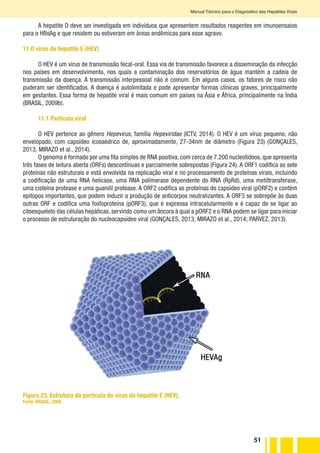 51
Manual Técnico para o Diagnóstico das Hepatites Virais
A hepatite D deve ser investigada em indivíduos que apresentem resultados reagentes em imunoensaios
para o HBsAg e que residem ou estiveram em áreas endêmicas para esse agravo.
11 O vírus da hepatite E (HEV)
O HEV é um vírus de transmissão fecal-oral. Essa via de transmissão favorece a disseminação da infecção
nos países em desenvolvimento, nos quais a contaminação dos reservatórios de água mantém a cadeia de
transmissão da doença. A transmissão interpessoal não é comum. Em alguns casos, os fatores de risco não
puderam ser identificados. A doença é autolimitada e pode apresentar formas clínicas graves, principalmente
em gestantes. Essa forma de hepatite viral é mais comum em países na Ásia e África, principalmente na Índia
(BRASIL, 2009b).
11.1 Partícula viral
O HEV pertence ao gênero Hepevirus, família Hepeviridae (ICTV, 2014). O HEV é um vírus pequeno, não
envelopado, com capsídeo icosaédrico de, aproximadamente, 27-34nm de diâmetro (Figura 23) (GONÇALES,
2013; MIRAZO et al., 2014).
O genoma é formado por uma fita simples de RNA positiva, com cerca de 7.200 nucleotídeos, que apresenta
três fases de leitura aberta (ORFs) descontínuas e parcialmente sobrepostas (Figura 24). A ORF1 codifica as sete
proteínas não estruturais e está envolvida na replicação viral e no processamento de proteínas virais, incluindo
a codificação de uma RNA helicase, uma RNA polimerase dependente do RNA (RpRd), uma metiltransferase,
uma cisteína protease e uma guanilil protease. A ORF2 codifica as proteínas do capsídeo viral (pORF2) e contém
epitopos importantes, que podem induzir a produção de anticorpos neutralizantes. A ORF3 se sobrepõe às duas
outras ORF e codifica uma fosfoproteína (pORF3), que é expressa intracelularmente e é capaz de se ligar ao
citoesqueleto das células hepáticas, servindo como um âncora à qual a pORF2 e o RNA podem se ligar para iniciar
o processo de estruturação do nucleocapsídeo viral (GONÇALES, 2013; MIRAZO et al., 2014; PARVEZ, 2013).
Figura 23. Estrutura da partícula do vírus da hepatite E (HEV).
Fonte: BRASIL, 2009.
 