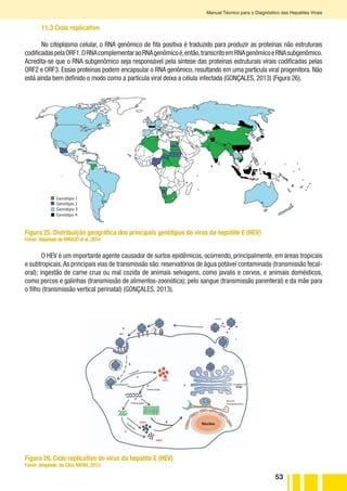 53
Manual Técnico para o Diagnóstico das Hepatites Virais
11.3 Ciclo replicativo
No citoplasma celular, o RNA genômico de fita positiva é traduzido para produzir as proteínas não estruturais
codificadaspelaORF1.ORNAcomplementaraoRNAgenômicoé,então,transcritoemRNAgenômicoeRNAsubgenômico.
Acredita-se que o RNA subgenômico seja responsável pela síntese das proteínas estruturais virais codificadas pelas
ORF2 e ORF3. Essas proteínas podem encapsular o RNA genômico, resultando em uma partícula viral progenitora. Não
está ainda bem definido o modo como a partícula viral deixa a célula infectada (GONÇALES, 2013) (Figura 26).
Genótipo 1
Genótipo 2
Genótipo 3
Genótipo 4
Figura 25. Distribuição geográfica dos principais genótipos do vírus da hepatite E (HEV)
Fonte: Adaptado de MIRAZO et al.,2014.
O HEV é um importante agente causador de surtos epidêmicos, ocorrendo, principalmente, em áreas tropicais
e subtropicais.As principais vias de transmissão são: reservatórios de água potável contaminada (transmissão fecal-
oral); ingestão de carne crua ou mal cozida de animais selvagens, como javalis e cervos, e animais domésticos,
como porcos e galinhas (transmissão de alimentos-zoonótica); pelo sangue (transmissão parenteral) e da mãe para
o filho (transmissão vertical perinatal) (GONÇALES, 2013).
HEV
Tradução
Transcrição
Transcrição
Tradução
Complexo de
Retículo
Emdoplasmático
Virions
Núcleo
Figura 26. Ciclo replicativo do vírus da hepatite E (HEV)
Fonte: Adaptado de CAO; MENG, 2012.
 