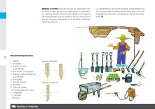 Estacas y cordel (Piola de Pescar). Es importante que            Las herramientas que mencionamos anteriormente no
                                   las estacas sean de sección rectangular o cuadrada y             son las únicas que se utilizan en la huerta, pero si las más
                                   no redonda, tengan la punta con doble corte o punta              importantes, conocidas y utilizadas a nivel de huerta fa-
                                   de diamante para que las medidas de los canteros sean            miliar. n
                                   exactas y la punta al clavarlas no se desplace modificán-
                                   donos las mismas.




     Herramientas de mano
18
     1 Azada.                      Estacas correctas                                           6       4     7     5    3
                                                                                                                                            2
     2 Escardillo.
     3 Pala de puntear                                                                                                                                1
        o de dientes.
     4 Pala ancha o de apaleo.                                                                                                                                 8
     5 Pala de puntear de lámina
        o terronera.                                                                           13
     6 Pala gubia.                                                                                                                               11
     7 Pala de pocear.             Estacas incorrectas                                                                                                     9
     8 Rastrillo.
     9 Tijera de podar.
     10 Pulverizadora de mano.
     11 Regadera.
     12 Carretilla.                                                                       12                                                          10
     13 Estacas.
 