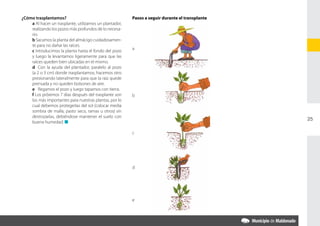 ¿Cómo trasplantamos?                                     Pasos a seguir durante el transplante
	   a Al hacer un trasplante, utilizamos un plantador,
    realizando los pozos más profundos de lo necesa-
    rio.
	   b Sacamos la planta del almácigo cuidadosamen-
    te para no dañar las raíces.
                                                         a
	   c Introducimos la planta hasta el fondo del pozo
    y luego la levantamos ligeramente para que las
    raíces queden bien ubicadas en el mismo.
	   d	 Con la ayuda del plantador, paralelo al pozo
    (a 2 o 3 cm) donde trasplantamos, hacemos otro
    presionando lateralmente para que la raíz quede
    prensada y no queden bolsones de aire.
	   e	 Regamos el pozo y luego tapamos con tierra.
	   f Los próximos 7 días después del trasplante son     b
    los más importantes para nuestras plantas, por lo
    cual debemos protegerlas del sol (colocar media
    sombra de malla, pasto seco, ramas u otros) sin
    destrozarlas, debiéndose mantener el suelo con
                                                                                                 25
    buena humedad. n

                                                         c




                                                         d




                                                         e
 
