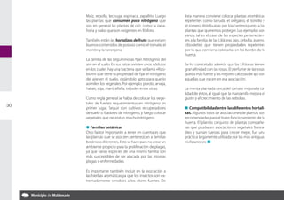 Maíz, repollo, lechuga, espinaca, zapallito. Luego         ésta manera conviene colocar plantas aromáticas
         las plantas que consumen poco nitrógeno que                repelentes como la ruda, el orégano, el tomillo y
         son en general las plantas de raíz, como la zana-          el romero, distribuidas por los canteros junto a las
         horia y nabo que son exigentes en fósforo.                 plantas que queremos proteger. Los ejemplos son
                                                                    varios, tal es el caso de las especies pertenecien-
     	   También están las hortalizas de fruto que exigen           tes a la familia de las Liliáceas (ajo, cebolla, puerro,
         buenos contenidos de potasio como el tomate, el            ciboulette) que tienen propiedades repelentes
         morrón y la berenjena.                                     por lo que conviene colocarlas en los bordes de la
                                                                    huerta.
     	   La familia de las Leguminosas fijan Nitrógeno del
         aire en el suelo. En sus raíces existen unos nódulos   	   Se ha constatado además que las Liliáceas tienen
         en los cuales hay una bacteria que se llama «Rizo-         gran afinidad con las rosas. El perfume de las rosas
         bium» que tiene la propiedad de fijar el nitrógeno         queda más fuerte y las mejores cabezas de ajo son
         del aire en el suelo, dejándolo apto para que lo           aquellas que nacen en esa asociación.
         asimilen los vegetales. Por ejemplo: poroto, arveja,
         habas, soja, maní, alfalfa, tréboles entre otras.      	   La menta plantada cerca del tomate mejora la ca-
                                                                    lidad de éstos, al igual que la manzanilla mejora el
     	   Como regla general se habla de colocar los vege-           gusto y el crecimiento de las cebollas.
         tales de fuertes requerimientos en nitrógeno en
30
         primer lugar. Seguir con cultivos recuperadores        	   l Compatibilidad entre las diferentes hortali-
         de suelo o fijadores de nitrógeno, y luego colocar         zas. Algunos tipos de asociaciones de plantas son
         vegetales que necesitan mucho nitrógeno.                   recomendadas para el buen funcionamiento de la
                                                                    huerta. El plantío conjunto de plantas compañe-
     	   l Familias botánicas                                       ras que producen asociaciones vegetales favora-
     	   Otro factor importante a tener en cuenta es que            bles y suman fuerzas para crecer mejor, fue una
         las plantas que se asocien pertenezcan a familias          práctica largamente utilizada por las más antiguas
         botánicas diferentes. Esto se hace para no crear un        civilizaciones. n
         ambiente propicio para la proliferación de plagas,
         ya que varias especies de una misma familia son
         más susceptibles de ser atacada por las mismas
         plagas o enfermedades.

     	   Es importante también incluir en la asociación a
         las hierbas aromáticas ya que los insectos son ex-
         tremadamente sensibles a los olores fuertes. De
 