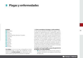 8 Plagas y enfermedades




PLAGAS                                                1 ¿Cómo controlamos las plagas y enfermedades?
l Bicho Moro.                                         En las huertas familiares el control de plagas y enfer-      39
l Acaros.                                             medades es relativamente fácil si preparamos adecua-
l Langostas.                                          damente el suelo, le agregamos abonos debidamente
l Gusanos (Alambre, Nochero, Cortador).               compostados, y cultivamos una gran diversidad de hor-
l Cochinillas.                                        talizas, plantas medicinales, plantas aromáticas y de jar-
l Orugas.                                             dín. Estos factores ayudarán a evitar la mayoría de sus
l Chinches.                                           problemas. Los principales problemas serán ocasiona-
l Pulgones.                                           dos por las hormigas, los caracoles y los bichos bolita
l Vaquillas.                                          los cuales se podrán controlar por métodos naturales o
l Caracoles.                                          mecánicos (Trampa de la bolsa húmeda para atrapar ca-
l Babosas.                                            racoles y bicho bolita y arroz blanco partido o macerado
l Hormigas.                                           de ajo para el control de las hormigas).
                                                      2 ¿Cuáles son las principales causas de aparición de
Una plaga es un ser vivo que se desarrolla en forma   las plagas y las enfermedades?
desproporcionada, al haber sido modificado el lugar         l Plantas débiles por semilla de mala calidad, al-
donde vive. La Enfermedades son alteraciones más o          mácigos mal hechos, mal trasplante, siembra fuera
menos graves que afectan la salud de los vegetales.         de época, etc..
 