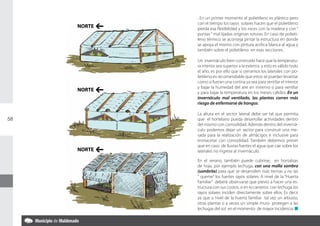 . En un primer momento el polietileno es plástico pero
             con el tiempo los rayos solares hacen que el polietileno
     NORTE   pierda esa flexibilidad y los roces con la madera y con “
             puntas “ mal lijadas originan roturas. En caso de polieti-
             leno térmico se aconseja pintar la estructura en donde
             se apoya el mismo con pintura acrílica blanca al agua y
             también sobre el polietileno en esas secciones.

             Un invernáculo bien construido hace que la temperatu-
             ra interior sea superior a la externa y esto es válido todo
             el año, es por ello que si cerramos los laterales con po-
             lietileno es recomendable que estos se puedan levantar
             como si fueran una cortina ya sea para ventilar el interior
             y bajar la humedad del aire en invierno o para ventilar
     NORTE   y para bajar la temperatura en los meses cálidos. En un
             invernáculo mal ventilado, las plantas corren más
             riesgo de enfermarse de hongos.

             La altura en el sector lateral debe ser tal que permita
58           que el hortelano pueda desarrollar actividades dentro
             del mismo con comodidad. Además dentro del inverná-
             culo podemos dejar un sector para construir una me-
             sada para la realización de almácigos e inclusive para
             enmacetar con comodidad. También debemos prever
             que en caso de lluvias fuertes el agua que cae sobre los
     NORTE   laterales no ingrese al invernáculo.

             En el verano, también puede cubrirse, en hortalizas
             de hoja, por ejemplo lechuga, con una malla sombra
             (sombrite) para que se desarrollen más tiernas y no las
             “ queme” los fuertes rayos solares. A nivel de la “Huerta
             Familiar” deberá observarse que previo a hacer una es-
             tructura con sus costos, si en lo canteros con lechuga los
             rayos solares inciden directamente sobre ellos. Es decir
             ya que a nivel de la huerta familiar tal vez un arbusto,
             otras plantas o a veces un simple muro protegen a las
             lechugas del sol en el momento de mayor incidencia. n
 