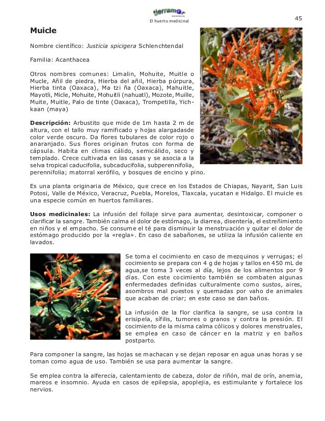 Manual De Plantas Medicinales
