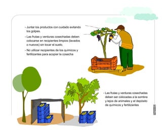 Manual Didactico De Bpa