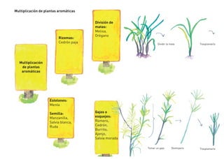 13
Multiplicación
de plantas
aromáticas
Multiplicación de plantas aromáticas
Rizomas:
Cedrón paja
Estolones:
Menta
Semilla:
Manzanilla,
Salvia blanca,
Ruda
Gajos o
esquejes:
Romero,
Cedrón,
Burrito,
Ajenjo,
Salvia morada
División de
matas:
Melisa,
Orégano
Tomar un gajo Deshojarlo Trasplantarlo
Dividir la mata Trasplantarlo
 