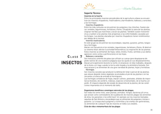 35
C l a s e 7
INSECTOS
Soporte Técnico
Insectos en la huerta
Entre los principales insectos perjudiciales de la agricultura urbana se encuen-
tran los insectos chupadores, masticadores y barrenadores; babosas y caracoles;
y las hormigas.
Insectos chupadores.
Entre los más comunes se encuentran los pulgones y las chinches. Suelen ata-
car cereales, leguminosas, hortalizas y flores. Chupando la savia de las plantas,
originan heridas que marchitan y secan las plantas. También suelen transmitir
virus y vuelven a las plantas más propensas a las enfermedades causadas por
los hongos. Las plantas atacadas por insectos chupadores tienen rendimientos
por debajo de lo normal.
Insectos masticadores.
En este grupo se encuentran los escarabajos, vaquitas, gusanos, grillos, langos-
tas y hormigas.
Atacan con frecuencia a los cereales, leguminosas, hortalizas y flores. Al destruir
su sistema foliar afectan la actividad fotosintética y la respiración de las plantas.
Estos insectos se alimentan de hojas, tallos, brotes, frutos, semillas y sus daños
aparecen como cortes y perforaciones en las hojas.
Babosas y caracoles.
Son moluscos carentes de patas que utilizan su cuerpo para desplazarse de-
jando rastros de una sustancia pegajosa que los ayuda en sus desplazamientos.
Atacan principalmente durante la noche, el amanecer, en días nublados, después
de la lluvia o el riego cuando la tierra está mojada y la atmósfera húmeda. Son
muy voraces y se alimentan de una gran variedad de plantas, hojas y hortalizas.
Hormigas.
Son insectos sociales que producen la defoliación total o parcial de las plantas
que atacan dejando restos vegetales acumulados al pie de las plantas o en las
cercanías a la boca de entrada al hormiguero.
Las hormigas cortadoras de hojas, atacan cultivos, pastizales, árboles de impor-
tancia forestal y de sombrío, malezas, especies ornamentales, de la huerta y el
jardín. El impacto depende del estado de desarrollo de la planta y de las condi-
ciones imperantes en el momento del daño.
Organismos benéficos o enemigos naturales de las plagas.
Son todos los seres vivos, sean plantas, animales, hongos, bacterias y/o virus,
que actúan como controladores de la población de insectos plagas (se alimentan
de ellos, los parasitan o los enferman). Un ejemplo son los insectos llamados
vaquitas de San Antonio y escarabajos que se alimentan de pulgones y larvas o
gusanos. La crisopa ataca pulgones y cochinillas y las arañas son generalistas,
se alimentan de cualquier tipo de insectos en todos sus estados.
Ciclo de vida o metamorfosis de las plagas
 