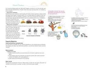 36
Los insectos plaga pasan por diferentes etapas y formas en su ciclo de vida, tam-
bién llamado metamorfosis. Pueden tener dos tipos de desarrollo: el completo y
el incompleto.
Desarrollo Completo
Se denomina así cuando el insecto pasa de huevo a larva o gusano, luego a ninfa
y/o pupa hasta llegar al estado adulto. En su estado adulto su aspecto suele ser
muy diferente al de sus estadios juveniles, como es el caso de las mariposas o
las llamadas vaquitas de San Antonio que en su estado adulto es un coleóptero,
llamado comúnmente cas-
carudo porque su cuerpo se
encuentra recubierto de una
capa dura llamada quitina.
Desarrollo incompleto
Es cuando el insecto no cambia de aspecto en sus diferentes etapas de desa-
rrollo. Un buen ejemplo son
las chinches y las langostas.
El tiempo de desarrollo es
variable dependiendo de
cada insecto. Es importante
conocer su ciclo de vida para
poder determinar el momen-
to oportuno de control y las
medidas más apropiadas de manejo.
Soporte Didáctico
Insectos benéficos y perjudiciales
En este tema se pueden ver los insectos benéficos y los insectos que se denomi-
nan plagas por atacar las diferentes plantas. Las láminas ilustran estas caracte-
rísticas.
Nivel primario
Trabajo en el aula
•	¿Qué insectos benéficos encontramos en la huerta? ¿Qué función cum-
plen?
•	¿Qué plagas aparecen dañando las diversas plantas de nuestra huerta?
¿Cómo se llaman? ¿Por qué aparecen?
•	¿Qué insectos encontraron en la huerta?
Nivel inicial
Recolectar los distintos insectos. Observarlos a través de una lupa y descubrir su
nombre, la forma de su cuerpo, su color, y la función que cumple.
Uova	 Larva	 Pupa	 Vaquita
Huevo	 Ninfa	 Ninfa	 Adulto
Ciclo de vida de la Chinche
 