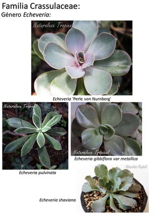 Familia Crassulaceae:
Género Echeveria:
Echeveria 'Pollux'
Echeveria runyonii 'Topsy Turvy'
 