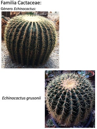 Familia Cactaceae:
Género Cereus:
Cereus hexagonus
 