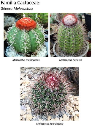 Familia Cactaceae:
Género Astrophytum:
Astrophytum myriostigma
Astrophytum asterias Astrophytum asterias 'Super
Kabuto'
 