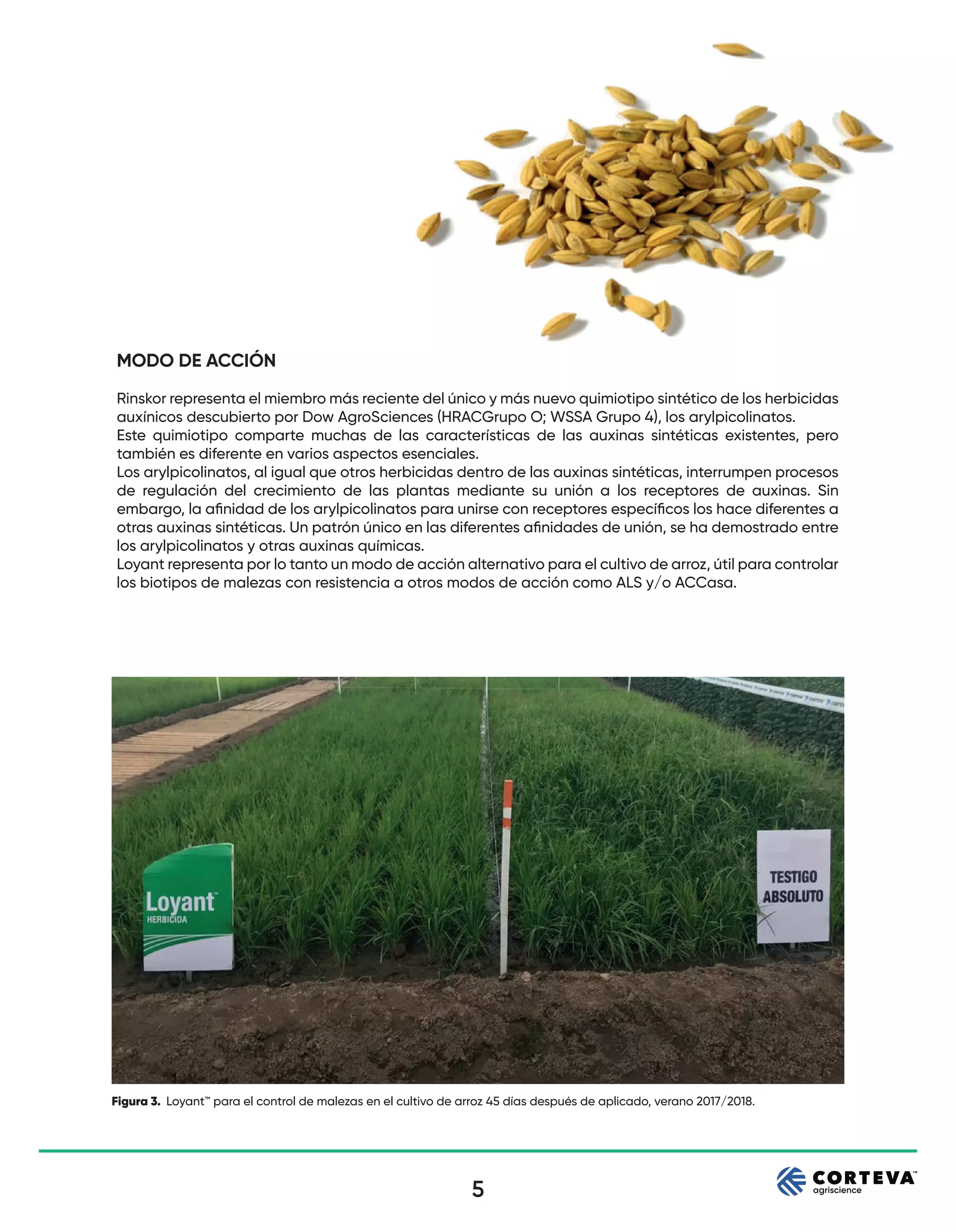 5
Figura 3. Loyant™ para el control de malezas en el cultivo de arroz 45 días después de aplicado, verano 2017/2018.
MODO DE ACCIÓN
Rinskor representa el miembro más reciente del único y más nuevo quimiotipo sintético de los herbicidas
auxínicos descubierto por Dow AgroSciences (HRACGrupo O; WSSA Grupo 4), los arylpicolinatos.
Este quimiotipo comparte muchas de las características de las auxinas sintéticas existentes, pero
también es diferente en varios aspectos esenciales.
Los arylpicolinatos, al igual que otros herbicidas dentro de las auxinas sintéticas, interrumpen procesos
de regulación del crecimiento de las plantas mediante su unión a los receptores de auxinas. Sin
embargo, la aﬁnidad de los arylpicolinatos para unirse con receptores especíﬁcos los hace diferentes a
otras auxinas sintéticas. Un patrón único en las diferentes aﬁnidades de unión, se ha demostrado entre
los arylpicolinatos y otras auxinas químicas.
Loyant representa por lo tanto un modo de acción alternativo para el cultivo de arroz, útil para controlar
los biotipos de malezas con resistencia a otros modos de acción como ALS y/o ACCasa.
 