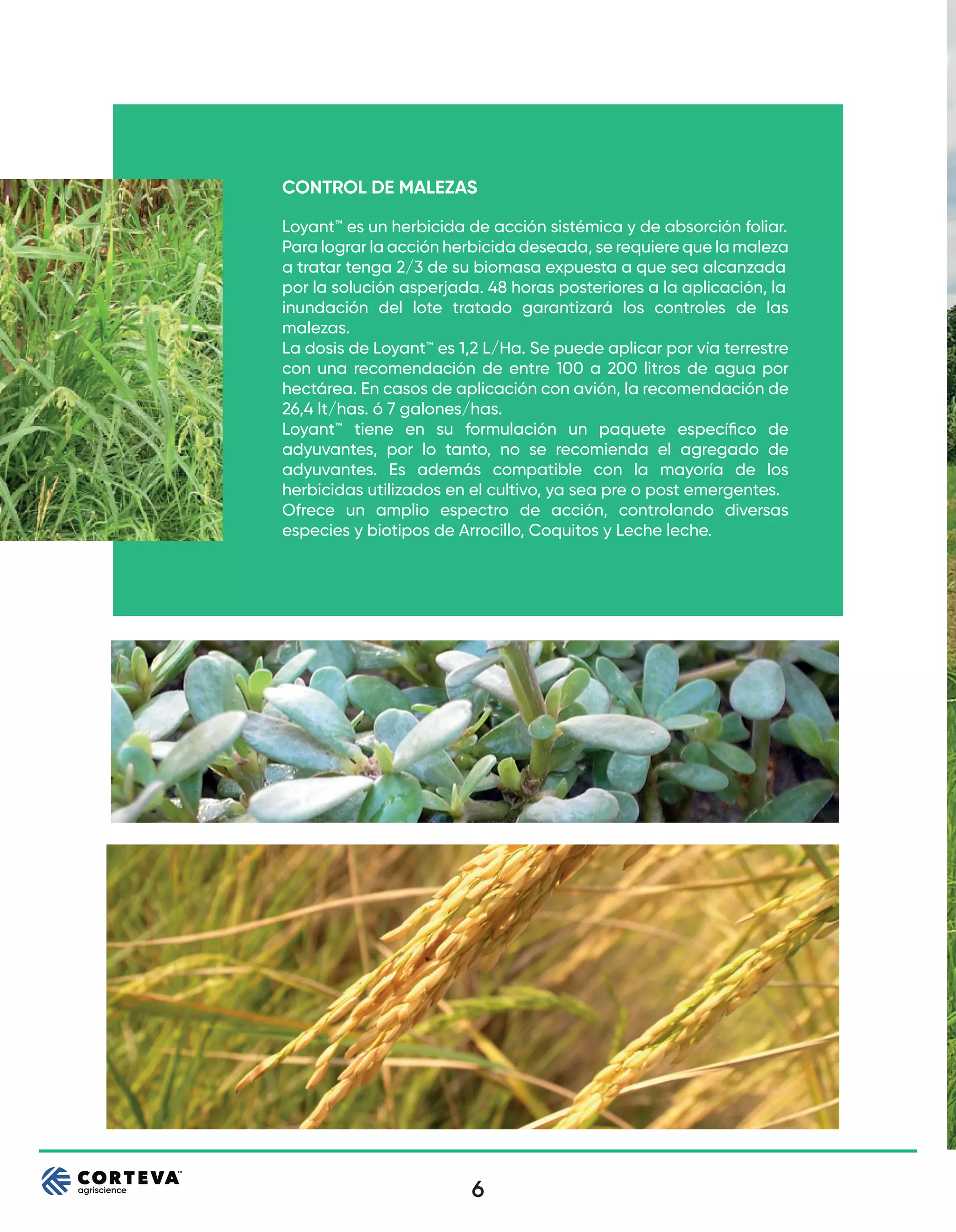 6
CONTROL DE MALEZAS
Loyant™ es un herbicida de acción sistémica y de absorción foliar.
Para lograr la acción herbicida deseada, se requiere que la maleza
a tratar tenga 2/3 de su biomasa expuesta a que sea alcanzada
por la solución asperjada. 48 horas posteriores a la aplicación, la
inundación del lote tratado garantizará los controles de las
malezas.
La dosis de Loyant™ es 1,2 L/Ha. Se puede aplicar por vía terrestre
con una recomendación de entre 100 a 200 litros de agua por
hectárea. En casos de aplicación con avión, la recomendación de
26,4 lt/has. ó 7 galones/has.
Loyant™ tiene en su formulación un paquete especíﬁco de
adyuvantes, por lo tanto, no se recomienda el agregado de
adyuvantes. Es además compatible con la mayoría de los
herbicidas utilizados en el cultivo, ya sea pre o post emergentes.
Ofrece un amplio espectro de acción, controlando diversas
especies y biotipos de Arrocillo, Coquitos y Leche leche.
 