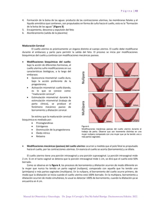 P á g i n a | 43
Manual de Obstetricia y Ginecología. Dr. Jorge A Carvajal y Dra Ma Isabel Barriga. Decimotercera Edición. 2022.
4. Formación de la bolsa de las aguas: producto de las contracciones uterinas, las membranas fetales y el
líquido amniótico que contienen, son propulsados en forma de cuña hacia el cuello, esto es la “formación
de la bolsa de las aguas” (Figura 3).
5. Encajamiento, descenso y expulsión del feto
6. Alumbramiento (salida de la placenta)
Maduración Cervical
El cuello uterino es prácticamente un órgano distinto al cuerpo uterino. El cuello debe modificarse
durante el embarazo y parto para permitir la salida del feto. El proceso se inicia por modificaciones
bioquímicas del cuello y continúa con modificaciones mecánicas pasivas.
• Modificaciones bioquímicas del cuello:
bajo la acción de diferentes hormonas, el
cuello uterino sufre modificaciones en sus
características biológicas, a lo largo del
embarazo.
• Quiescencia miometrial: cuello duro,
bajo la acción preferente de la
progesterona.
• Activación miometrial: cuello blando,
es lo que se conoce como:
“maduración cervical”.
• Estimulación miometrial: durante la
estimulación miometrial (trabajo de
parto clínico), se produce el
fenómeno mecánico pasivo de
borramiento y dilatación cervical.
Se estima que la maduración cervical
bioquímica es mediada por:
• Prostaglandinas
• Estrógenos
• Disminución de la progesterona
• Óxido nítrico
• Relaxina
• Modificaciones mecánicas (pasivas) del cuello uterino: ocurren a medida que el polo fetal es propulsado
hacia el cuello, por las contracciones uterinas. En esencia el cuello se acorta (borramiento) y se dilata.
El cuello uterino tiene una porción intravaginal y una porción supravaginal. La porción intravaginal mide
2 cm. Si en el tacto vaginal se detecta que la porción intravaginal mide 1 cm, se dirá que el cuello está 50%
borrado.
Como se observa en la figura 4, los procesos de borramiento y dilatación ocurren de modo diferente en
la mujer que nunca ha tenido un parto vaginal (nulípara), comparado con aquella que ha tenido uno
(primípara) o más partos vaginales (multípara). En la nulípara, el borramiento del cuello ocurre primero, de
modo que la dilatación se inicia cuando el cuello uterino está 100% borrado. En la multípara, borramiento y
dilatación ocurren de modo simultáneo, lo usual es detectar 100% de borramiento, cuando la dilatación ya se
encuentra en 4 cm.
 