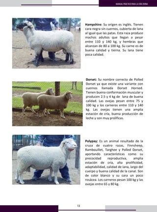 13
MANUAL PRÁCTICO PARA LA CRÍA OVINA
 
 
Hampshire: Su origen es inglés. Tienen 
cara negra sin cuernos, cubierta de lana 
al igual que las patas. Esta raza produce 
machos  adultos  que  llegan  a  pesar 
entre  110  y  140  kg,  y  hembras  que 
alcanzan de 80 a 100 kg. Su carne es de 
buena  calidad  y  tierna.  Su  lana  tiene 
poca calidad. 
 
 
 
 
 
Dorset: Su nombre correcto de Polled 
Dorset ya que existe una variante con 
cuernos  llamada  Dorset  Horned. 
Tienen buena conformación muscular y 
producen 2.5 y 4 kg de  lana de buena 
calidad.  Las  ovejas  pesan  entre  75  y 
100 kg y los carneros entre 110 y 140 
kg.  Las  ovejas  tienen  una  amplia 
estación de cría, buena producción de 
leche y son muy prolíficas.  
 
 
 
 
 
Polypay:  Es  un  animal  resultado  de  la 
cruza  de  cuatro  razas,  Finnsheep, 
Rambouillet,  Targhee  y  Polled  Dorset, 
aportando  características  como  su 
precocidad  reproductiva,  amplia 
estación  de  cría,  alta  prolificidad, 
adaptabilidad, calidad de lana, largo del 
cuerpo y buena calidad de la canal. Son 
de  color  blanco  y  su  cara  un  poco 
rosácea. Los carneros pesan 100 kg y las 
ovejas entre 65 y 80 kg.  
 
 
 
 
 
 