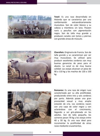 14
MANUAL PRÁCTICO PARA LA CRÍA OVINA
9
 
 
 
 
Texel:  Es  una  raza  desarrollada  en 
Holanda  que  se  caracteriza  por  una 
conformación  extraordinariamente 
musculosa.  Son  de  color  blanco  y  su 
cabeza  y  miembros  sin  lana.  Poseen 
nariz  y  pezuñas  con  pigmentación 
negra.  Son  de  talla  muy  grande  y 
producen  canales  con  lomos  y  piernas 
con grandes áreas de músculo. 
 
 
 
 
 
Charollais: Originaria de Francia. Son de 
talla  grande  y  se  caracterizan  por  ser 
muy  musculosos.  Se  utilizan  para 
producir  excelentes  corderos  con  muy 
buenas  ganancias  de  peso  para  el 
abasto.  La  canal  es  de  muy  buena 
calidad. Las ovejas alcanzan un peso de 
90 a 110 kg y los machos de 120 a 150 
kg. 
 
 
 
 
 
 
 
 
Romanov:  Es  una  raza  de  origen  ruso 
caracterizada  por  su  alta  prolificidad, 
produciendo entre tres y seis corderos 
por  parto.  Además  posee  una  gran 
precocidad  sexual  y  muy  amplia 
estación  de  cría.  Los  corderos  nacen 
con  una  capa  de  color  negro  y  van 
aclarándose  con  el  crecimiento, 
llegando  a  ser  gris‐plateada  en  los 
adultos.  Son  de  talla  pequeña,  los 
carneros pesan 70 kg y los ovejas entre 
40  y  50  kg.  Es  una  raza  ideal  para 
incrementar  la  prolificidad  de  otras 
razas mediante cruzamientos. 
 
 
