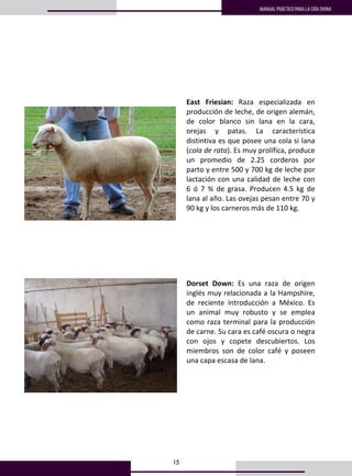 15
MANUAL PRÁCTICO PARA LA CRÍA OVINA
 
 
 
 
 
 
 
 
 
East  Friesian:  Raza  especializada  en 
producción de leche, de origen alemán, 
de  color  blanco  sin  lana  en  la  cara, 
orejas  y  patas.  La  característica 
distintiva es que posee una cola si lana 
(cola de rata). Es muy prolífica, produce 
un  promedio  de  2.25  corderos  por 
parto y entre 500 y 700 kg de leche por 
lactación con una calidad de leche con 
6  ó  7  %  de  grasa.  Producen  4.5  kg  de 
lana al año. Las ovejas pesan entre 70 y 
90 kg y los carneros más de 110 kg. 
 
 
 
 
 
 
Dorset  Down:  Es  una  raza  de  origen 
inglés muy relacionada a la Hampshire, 
de  reciente  introducción  a  México.  Es 
un  animal  muy  robusto  y  se  emplea 
como raza terminal para la producción 
de carne. Su cara es café oscura o negra 
con  ojos  y  copete  descubiertos.  Los 
miembros  son  de  color  café  y  poseen 
una capa escasa de lana.  
 
  
 
 
 
 
 
 
 
 
 
 