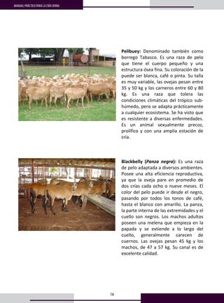 16
MANUAL PRÁCTICO PARA LA CRÍA OVINA
 
 
 
 
Pelibuey:  Denominado  también  como 
borrego  Tabasco.  Es  una  raza  de  pelo 
que  tiene  el  cuerpo  pequeño  y  una 
estructura ósea fina. Su coloración de la 
puede ser blanca, café o pinta. Su talla 
es muy variable, las ovejas pesan entre 
35 y 50 kg y los carneros entre 60 y 80 
kg.  Es  una  raza  que  tolera  las 
condiciones  climáticas  del  trópico  sub‐
húmedo, pero se adapta prácticamente 
a cualquier ecosistema. Se ha visto que 
es resistente a diversas enfermedades. 
Es  un  animal  sexualmente  precoz, 
prolífico  y  con  una  amplia  estación  de 
cría.  
 
 
 
 
 
 
 
Blackbelly  (Panza  negra):  Es  una  raza 
de pelo adaptada a diversos ambientes. 
Posee una alta eficiencia reproductiva, 
ya  que  la  oveja  pare  en  promedio  de 
dos crías cada ocho o nueve meses. El 
color del pelo puede ir desde el negro, 
pasando  por  todos  los  tonos  de  café, 
hasta el blanco con amarillo. La panza, 
la parte interna de las extremidades y el 
cuello  son  negros.  Los  machos  adultos 
poseen una melena que empieza en la 
papada  y  se  extiende  a  lo  largo  del 
cuello,  generalmente  carecen  de 
cuernos.  Las  ovejas  pesan  45  kg  y  los 
machos, de 47 a 57 kg. Su canal es de 
excelente calidad. 
 
 
 
 
 
 
 
 