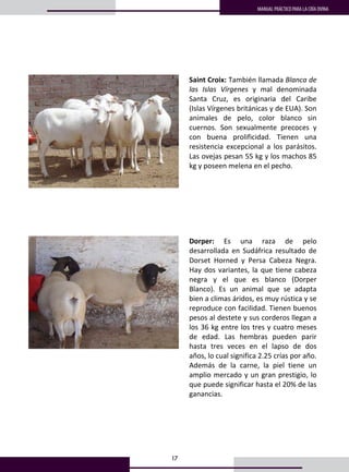 17
MANUAL PRÁCTICO PARA LA CRÍA OVINA
 
 
 
 
 
 
Saint Croix: También llamada Blanca de 
las  Islas  Vírgenes  y  mal  denominada 
Santa  Cruz,  es  originaria  del  Caribe 
(Islas Vírgenes británicas y de EUA). Son 
animales  de  pelo,  color  blanco  sin 
cuernos.  Son  sexualmente  precoces  y 
con  buena  prolificidad.  Tienen  una 
resistencia  excepcional  a  los  parásitos.  
Las ovejas pesan 55 kg y los machos 85 
kg y poseen melena en el pecho. 
 
 
 
 
 
 
 
 
 
 
 
 
Dorper:  Es  una  raza  de  pelo 
desarrollada  en  Sudáfrica  resultado  de 
Dorset  Horned  y  Persa  Cabeza  Negra. 
Hay dos variantes, la que tiene cabeza 
negra  y  el  que  es  blanco  (Dorper 
Blanco).  Es  un  animal  que  se  adapta 
bien a climas áridos, es muy rústica y se 
reproduce con facilidad. Tienen buenos 
pesos al destete y sus corderos llegan a 
los 36 kg entre los tres y cuatro meses 
de  edad.  Las  hembras  pueden  parir 
hasta  tres  veces  en  el  lapso  de  dos 
años, lo cual significa 2.25 crías por año. 
Además  de  la  carne,  la  piel  tiene  un 
amplio mercado y un gran prestigio, lo 
que puede significar hasta el 20% de las 
ganancias. 
 
 
 
 
 
 
   
 