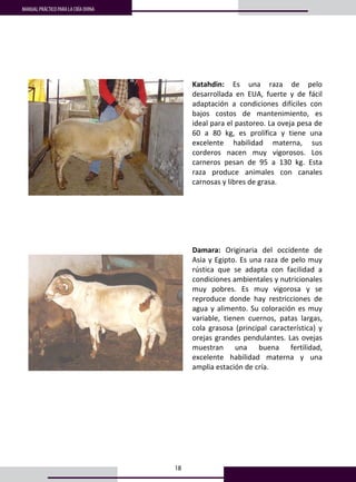 18
MANUAL PRÁCTICO PARA LA CRÍA OVINA
 
 
 
 
Katahdin:  Es  una  raza  de  pelo 
desarrollada  en  EUA,  fuerte  y  de  fácil 
adaptación  a  condiciones  difíciles  con 
bajos  costos  de  mantenimiento,  es 
ideal para el pastoreo. La oveja pesa de 
60  a  80  kg,  es  prolífica  y  tiene  una 
excelente  habilidad  materna,  sus 
corderos  nacen  muy  vigorosos.  Los 
carneros  pesan  de  95  a  130  kg.  Esta 
raza  produce  animales  con  canales 
carnosas y libres de grasa.  
 
 
 
 
 
 
 
 
 
 
 
Damara:  Originaria  del  occidente  de 
Asia y Egipto. Es una raza de pelo muy 
rústica  que  se  adapta  con  facilidad  a 
condiciones ambientales y nutricionales 
muy  pobres.  Es  muy  vigorosa  y  se 
reproduce  donde  hay  restricciones  de 
agua y alimento. Su coloración es muy 
variable,  tienen  cuernos,  patas  largas, 
cola  grasosa  (principal  característica)  y 
orejas grandes pendulantes. Las ovejas 
muestran  una  buena  fertilidad, 
excelente  habilidad  materna  y  una 
amplia estación de cría. 
 
 
 
 
 
 
 
 
 