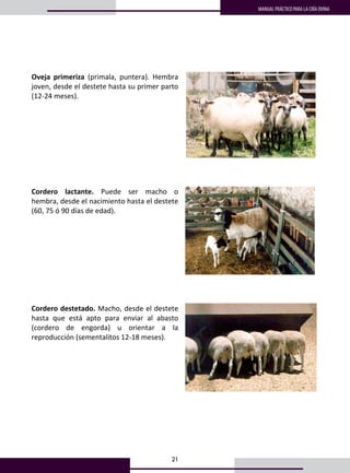 21
MANUAL PRÁCTICO PARA LA CRÍA OVINA
Oveja  primeriza  (primala,  puntera).  Hembra 
joven, desde el destete hasta su primer parto 
(12‐24 meses). 
 
 
 
 
Cordero  lactante.  Puede  ser  macho  o 
hembra, desde el nacimiento hasta el destete 
(60, 75 ó 90 días de edad). 
 
 
 
 
Cordero destetado. Macho, desde el destete 
hasta  que  está  apto  para  enviar  al  abasto 
(cordero  de  engorda)  u  orientar  a  la 
reproducción (sementalitos 12‐18 meses). 
 
 
 
 
 
 
 
 
 
 