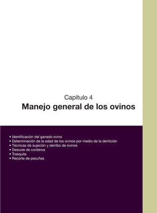 23
Capítulo 4
Manejo general de los ovinos
• Identificación del ganado ovino
• Determinación de la edad de los ovinos por medio de la dentición
• Técnicas de sujeción y derribo de ovinos
• Descole de corderos
• Trasquila
• Recorte de pezuñas
 