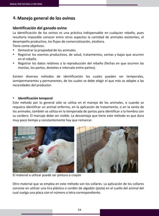 24
MANUAL PRÁCTICO PARA LA CRÍA OVINA
16
5. Manejo general de los ovinos 
 
Identificación del ganado ovino 
La identificación de los ovinos es una práctica indispensable en cualquier rebaño, pues 
resultaría imposible conocer entre otros aspectos la cantidad de animales existentes, el 
desempeño productivo, los flujos de comercialización, etcétera.  
Tiene como objetivos:  
• Demostrar la propiedad de los animales. 
• Registrar los eventos productivos, de salud, tratamientos, ventas y bajas que ocurren 
en el rebaño.  
• Registrar los datos relativos a la reproducción del rebaño (fechas en que ocurren las 
montas, los partos, destetes e intervalo entre partos).  
 
Existen  diversos  métodos  de  identificación  los  cuales  pueden  ser  temporales, 
semipermanentes y permanentes, de los cuales se debe elegir el que más se adapte a las 
necesidades del productor.  
 
 
• Identificación temporal 
Este  método  por  lo  general  sólo  se  utiliza  en  el  manejo  de  los  animales,  o  cuando  se 
requiera identificar un animal enfermo, en la aplicación de tratamiento, o en la venta de 
los animales; también se utiliza en la temporada de partos para identificar a la hembra con 
su cordero. El marcaje debe ser visible. La desventaja que tiene este método es que dura 
muy poco tiempo y constantemente hay que remarcar.  
 
     
El material a utilizar puede ser pintura o crayón 
 
Otro material que se emplea en este método son los collares. La aplicación de los collares 
consiste en utilizar una tira plástica o cordón de algodón (piola) en el cuello del animal del 
cual cuelga una placa con el número o letra correspondiente.  
 
4.
 