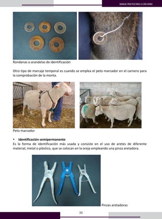 25
MANUAL PRÁCTICO PARA LA CRÍA OVINA
17
    
Rondanas o arandelas de identificación 
 
Otro tipo de marcaje temporal es cuando se emplea el peto marcador en el carnero para 
la comprobación de la monta.  
 
        
Peto marcador 
 
• Identificación semipermanente 
Es  la  forma  de  identificación  más  usada  y  consiste  en  el  uso  de  aretes  de  diferente 
material, metal o plástico, que se colocan en la oreja empleando una pinza aretadora.  
 
 Pinzas aretadoras 
 