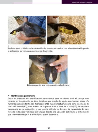 27
MANUAL PRÁCTICO PARA LA CRÍA OVINA
     
C 
Se debe tener cuidado en la colocación del mismo para evitar una infección en el lugar de 
la aplicación, así como prevenir que se desprenda.  
 
 
D Lesión ocasionada por un arete mal colocado 
 
 
 
• Identificación permanente 
Entre  los  métodos  de  identificación  permanente  para  los  ovinos  está  el  tatuaje  que 
consiste en la aplicación de tinta indeleble por medio de agujas que forman letras y/o 
números que para tal fin son fabricados (A1). Puede efectuarse en la parte interna de la 
oreja del animal (B2), cara interna de la pierna o en la base de la cola (C3). Se requiere 
experiencia  en  su  aplicación,  el  no  tenerla  dificulta  su  lectura.  La  desventaja  de  este 
método es la poca visibilidad del tatuaje debido a la ubicación del mismo y el hecho de 
que se tiene que sujetar al animal para poder observarlo.  
 
 
