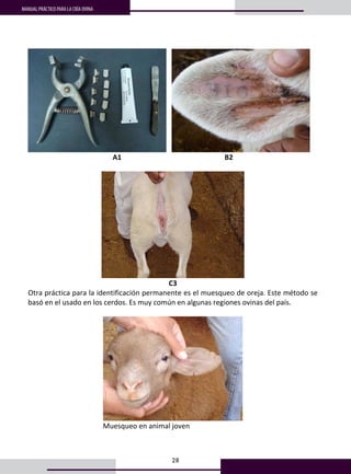 28
MANUAL PRÁCTICO PARA LA CRÍA OVINA
     
A1                                                          B2 
 
 
C3 
Otra práctica para la identificación permanente es el muesqueo de oreja. Este método se 
basó en el usado en los cerdos. Es muy común en algunas regiones ovinas del país.  
 
 
         Muesqueo en animal joven 
 
 
 
 