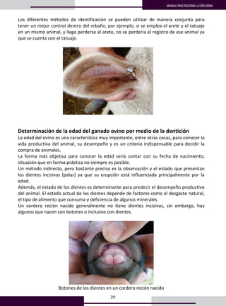 29
MANUAL PRÁCTICO PARA LA CRÍA OVINA
21
Los  diferentes  métodos  de  identificación  se  pueden  utilizar  de  manera  conjunta  para 
tener un mejor control dentro del rebaño, por ejemplo, si se emplea el arete y el tatuaje 
en un mismo animal, y llega perderse el arete, no se perdería el registro de ese animal ya 
que se cuenta con el tatuaje.  
 
 
 
 
Determinación de la edad del ganado ovino por medio de la dentición 
La edad del ovino es una característica muy importante, entre otras cosas, para conocer la 
vida productiva del animal, su desempeño y es un criterio indispensable para decidir la 
compra de animales. 
La  forma  más  objetiva  para  conocer  la  edad  sería  contar  con  su  fecha  de  nacimiento, 
situación que en forma práctica no siempre es posible. 
Un método indirecto, pero bastante preciso es la observación y el estado que presentan 
los  dientes  incisivos  (palas)  ya  que  su  erupción  está  influenciada  principalmente  por  la 
edad. 
Además, el estado de los dientes es determinante para predecir el desempeño productivo 
del animal. El estado actual de los dientes depende de factores como el desgaste natural, 
el tipo de alimento que consuma y deficiencia de algunos minerales. 
Un  cordero  recién  nacido  generalmente  no  tiene  dientes  incisivos,  sin  embargo,  hay 
algunos que nacen con botones o inclusive con dientes. 
 
 
Botones de los dientes en un cordero recién nacido 
 