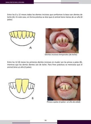 30
MANUAL PRÁCTICO PARA LA CRÍA OVINA
Entre los 0 y 12 meses todos los dientes incisivos que conforman la boca son dientes de 
leche (A). En este caso, en forma práctica se dice que el animal tiene menos de un año (0 
palas). 
 
 
 
                      
                                                                      Dientes incisivos temporales (de leche) 
 
 
Entre los 12‐18 meses los primeros dientes incisivos en mudar son las pinzas o palas (B), 
mientras  que  los  demás  dientes  son  de  leche.  Para  fines  prácticos  se  menciona  que  el 
animal tiene un año (2 palas). 
 
 
 
                          
                                                                                      Pinzas o palas (2 palas= un año de edad) 
 
 
 
 
 
 
                        
 