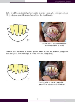 31
MANUAL PRÁCTICO PARA LA CRÍA OVINA
De los 18 a 24 meses de edad ya han mudado, las pinzas o palas y los primeros medianos 
(C). En este caso se considera que el animal tiene dos años (4 palas). 
 
 
 
                           
                                                                                              Pinzas o palas y primeros medianos  
                                                                                                      (4 palas= dos años de edad) 
 
 
Entre  los  30  y  42  meses  se  observa  que  las  pinzas  o  palas,  los  primeros  y  segundos 
medianos ya son permanentes (D). El animal tiene tres años (6 palas). 
 
 
 
                          
Pinzas o palas, primeros y segundos        
medianos (6 palas= tres años de edad) 
                                                                                                       
 
 
 
 
 
 