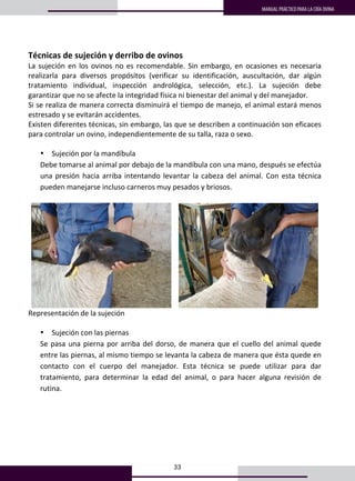 33
MANUAL PRÁCTICO PARA LA CRÍA OVINA
Técnicas de sujeción y derribo de ovinos 
La sujeción en los ovinos no es recomendable. Sin embargo, en ocasiones es necesaria 
realizarla  para  diversos  propósitos  (verificar  su  identificación,  auscultación,  dar  algún 
tratamiento  individual,  inspección  andrológica,  selección,  etc.).  La  sujeción  debe 
garantizar que no se afecte la integridad física ni bienestar del animal y del manejador.  
Si se realiza de manera correcta disminuirá el tiempo de manejo, el animal estará menos 
estresado y se evitarán accidentes. 
Existen diferentes técnicas, sin embargo, las que se describen a continuación son eficaces 
para controlar un ovino, independientemente de su talla, raza o sexo. 
 
• Sujeción por la mandíbula 
Debe tomarse al animal por debajo de la mandíbula con una mano, después se efectúa 
una presión hacia arriba intentando levantar la cabeza del animal. Con esta técnica 
pueden manejarse incluso carneros muy pesados y briosos. 
 
      
Representación de la sujeción 
 
• Sujeción con las piernas 
Se pasa una pierna por arriba del dorso, de manera que el cuello del animal quede 
entre las piernas, al mismo tiempo se levanta la cabeza de manera que ésta quede en 
contacto  con  el  cuerpo  del  manejador.  Esta  técnica  se  puede  utilizar  para  dar 
tratamiento,  para  determinar  la  edad  del  animal,  o  para  hacer  alguna  revisión  de 
rutina. 
 
 