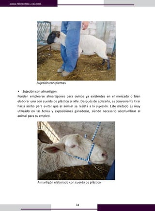 34
MANUAL PRÁCTICO PARA LA CRÍA OVINA
 
         Sujeción con piernas 
 
• Sujeción con almartigón  
Pueden  emplearse  almartigones  para  ovinos  ya  existentes  en  el  mercado  o  bien 
elaborar uno con cuerda de plástico o ixtle. Después de aplicarlo, es conveniente tirar 
hacia arriba para evitar que el animal se resista a la sujeción. Este método es muy 
utilizado  en  las  ferias  y  exposiciones  ganaderas,  siendo  necesario  acostumbrar  al 
animal para su empleo.   
 
          Almartigón elaborado con cuerda de plástico 
 
 
 
 
 